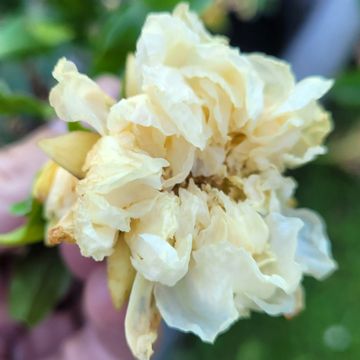 Grenadier à fleurs - Punica granatum Alba Plena Grenadier à fleurs - Punica granatum Alba Plena