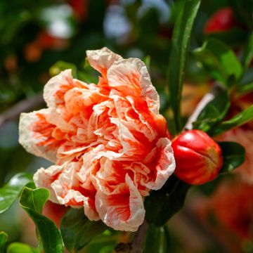 Punica granatum California Sunset - Granatapfelbaum Punica granatum California Sunset - Granatapfelbaum
