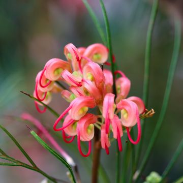 Grevillea johnsonii - Silbereiche