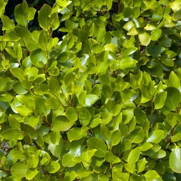 Griseline - Griselinia littoralis Griseline - Griselinia littoralis