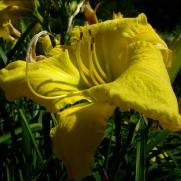 Hemerocallis Evening Bell - Taglilie