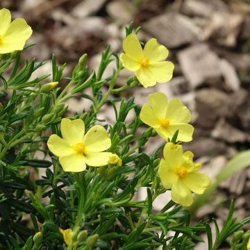 Halimium libanotis April Sun - Steinrose