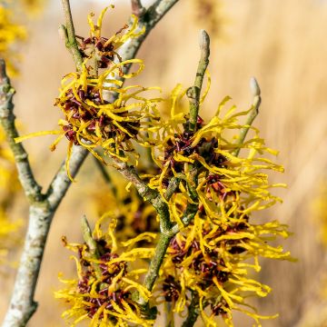 Zaubernuss Barmstedt Gold - Hamamelis intermedia