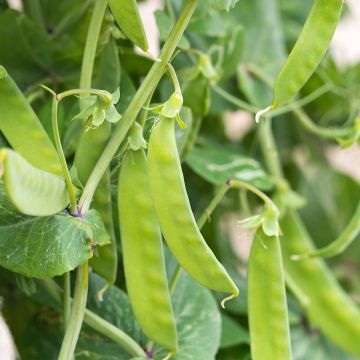 Stangenbohne Algarve