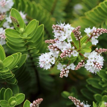 Hebe vernicosa - Strauchveronika Hebe vernicosa - Strauchveronika