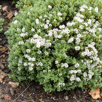 Hebe topiaria  - Strauchveronika