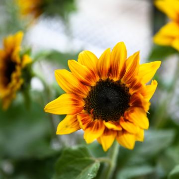 Gemeine Sonnenblume F1 Helios Flame - Helianthus Gemeine Sonnenblume F1 Helios Flame - Helianthus