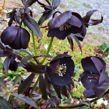 Helleborus orientalis Black Chocolate Helleborus orientalis Black Chocolate