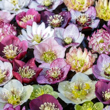 Helleborus orientalis Mix -  Helleborus Orientalis