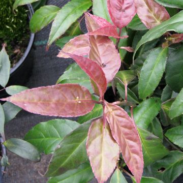 Helwingia chinensis (Weiblich) - Chinesischer Helwingie