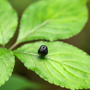 Helwingia japonica (Weiblich) - Japanischer Helwingie Helwingia japonica (Weiblich) - Japanischer Helwingie