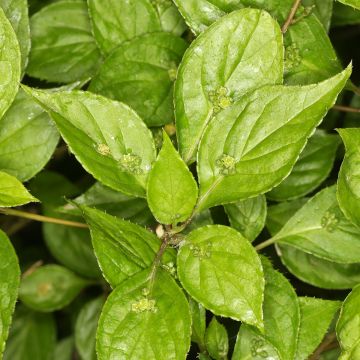 Helwingia japonica (männlich) - Japanischer Helwingie