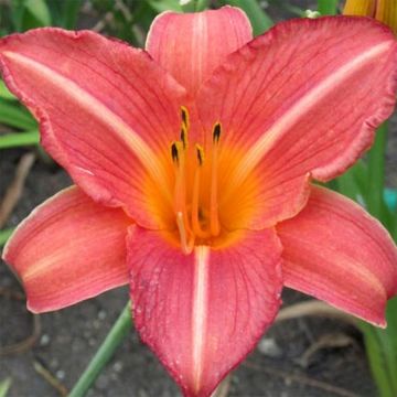 Hemerocallis Art Festival - Taglilie