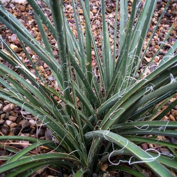 Hesperaloe parviflora Rose des Sables - Rote Yucca
