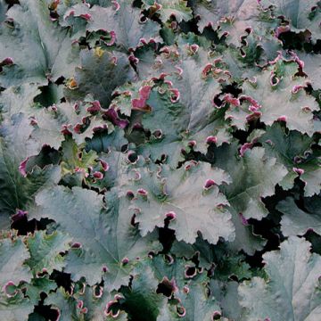Heuchère - Heuchera Purple Petticoats