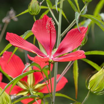 Hibiscus coccineus - Scharlach-Hibiskus