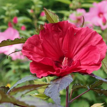 Hibiscus moscheutos Midnight Marvel - Sumpfeibisch Hibiscus moscheutos Midnight Marvel - Sumpfeibisch