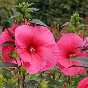 Hibiscus moscheutos PLANET Griotte - Sumpfeibisch