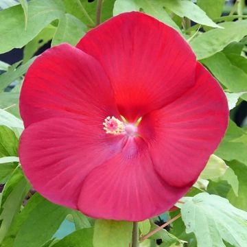 Hibiscus moscheutos Raijin - Hibiscus des marais nain