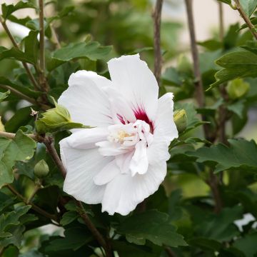 Garten-Hibiscus China Chiffon - Hibiscus syriacus Garten-Hibiscus China Chiffon - Hibiscus syriacus
