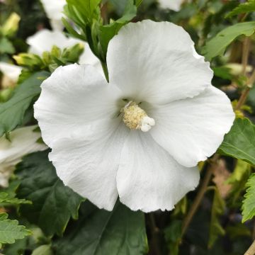 Hibiscus syriacus Eléonore - Althéa simple, blanc pur Hibiscus syriacus Eléonore - Althéa simple, blanc pur