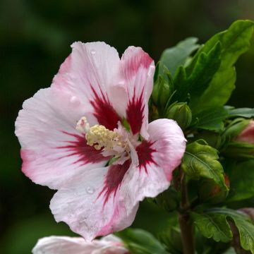 Garten-Hibiscus Hamabo - Hibiscus syriacus Garten-Hibiscus Hamabo - Hibiscus syriacus