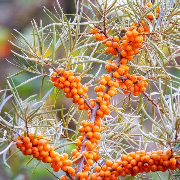 Sanddorn (samen) - Hippophae rhamnoides