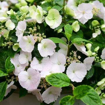 Hydrangea Runaway Bride - Girlanden-Hortensie Hydrangea Runaway Bride - Girlanden-Hortensie