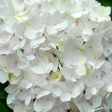 Hydrangea macrophylla Endless Summer The Bride - Bauernhortensie Hydrangea macrophylla Endless Summer The Bride - Bauernhortensie