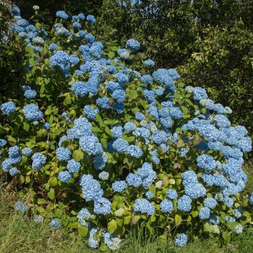 Hydrangea macrophylla Generale Vicomtesse de Vibraye - Bauernhortensie