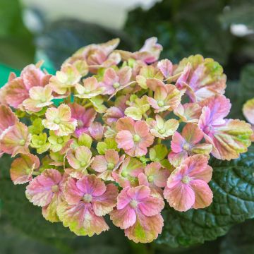 Hydrangea macrophylla Magical Amethyst - Bauernhortensie