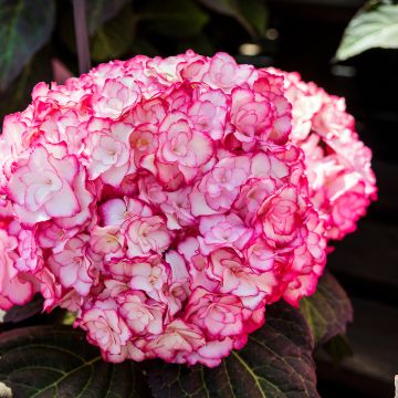 Hydrangea macrophylla Miss Saori - Bauernhortensie