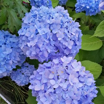 Hydrangea macrophylla Nikko Blue - Bauernhortensie Hydrangea macrophylla Nikko Blue - Bauernhortensie