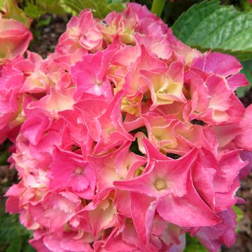 Hydrangea macrophylla Rebellion Pink Love - Bauernhortensie