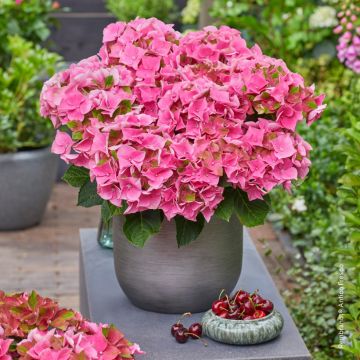 Hydrangea macrophylla Rembrandt Antico Fresco - Bauernhortensie