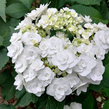 Hydrangea macrophylla Wedding Gown - Bauernhortensie