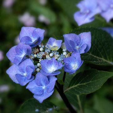 Hydrangea macrophylla Zorro Blue - Bauernhortensie