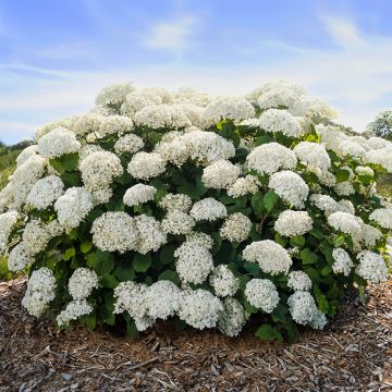 Hortensia arborescens FlowerWOW
