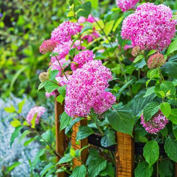 Schneeballhortensie Pink Annabelle - Hydrangea arborescens