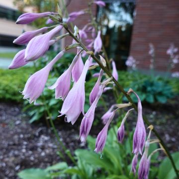 Hosta Raspberry Sorbet - Garten-Funkie