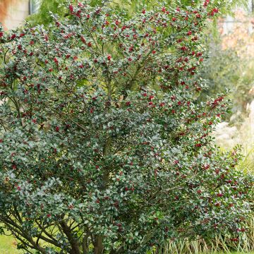 Stechpalme Alaska - Ilex aquifolium Stechpalme Alaska - Ilex aquifolium