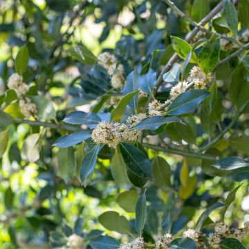 Stechpalme Nellie R. Stevens - Ilex Stechpalme Nellie R. Stevens - Ilex