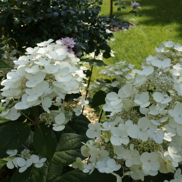 Rispenhortensie Bombshell - Hydrangea paniculata