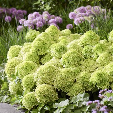 Rispenhortensie Groundbreaker Greeny - Hydrangea paniculata