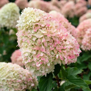 Rispenhortensie Living Candy Love - Hydrangea paniculata