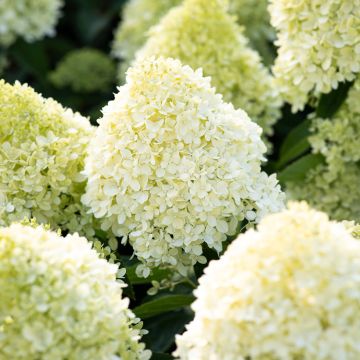 Rispenhortensie Living Cotton Cream - Hydrangea paniculata