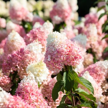 Rispenhortensie Living Strawberry Blossom - Hydrangea paniculata