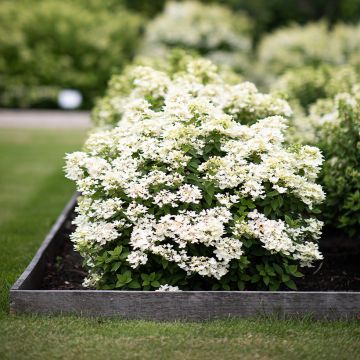 Rispenhortensie Living Touch of Pink - Hydrangea paniculata