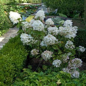 Rispenhortensie Phantom - Hydrangea paniculata Rispenhortensie Phantom - Hydrangea paniculata