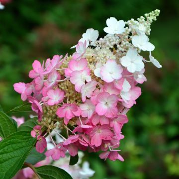 Rispenhortensie Pinky Winky - Hydrangea paniculata